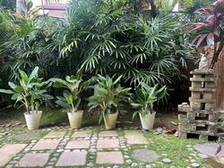 Capitol Park (D11), Semi-Detached #601423581